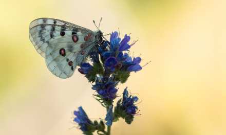 2019 Garden Trends Report: Rooted Together