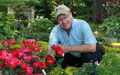 Knock Out® Rose Celebrating it’s 25th Anniversary