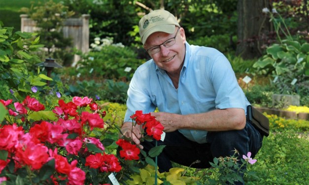 Knock Out® Rose Celebrating it’s 25th Anniversary