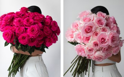 Rosaprima’s Spring Rose Collection