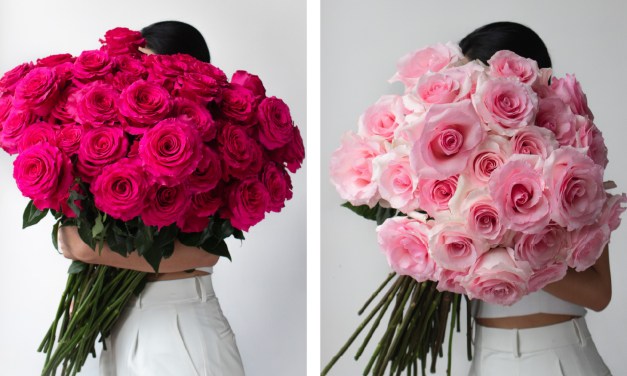 Rosaprima’s Spring Rose Collection