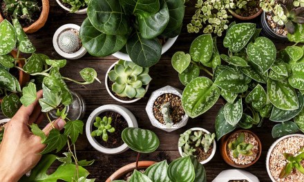 Houseplant Trends and Marketing Tips