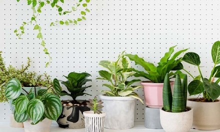 Studies Confirm Houseplants Power for Prosperity and Health