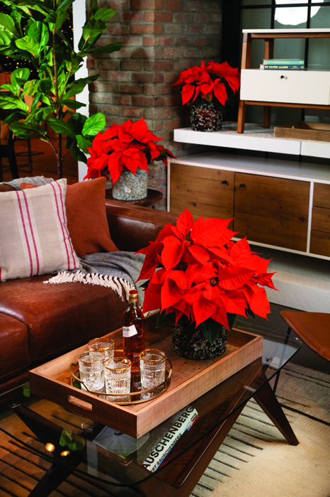 Poinsettia Norwin Orange_Z6S7868