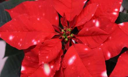 Selecta one at IPM 2020: spotlight on new Poinsettia, Carnations and Petunias