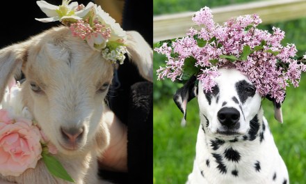 Call for Submission for the Pets in Petals Contest