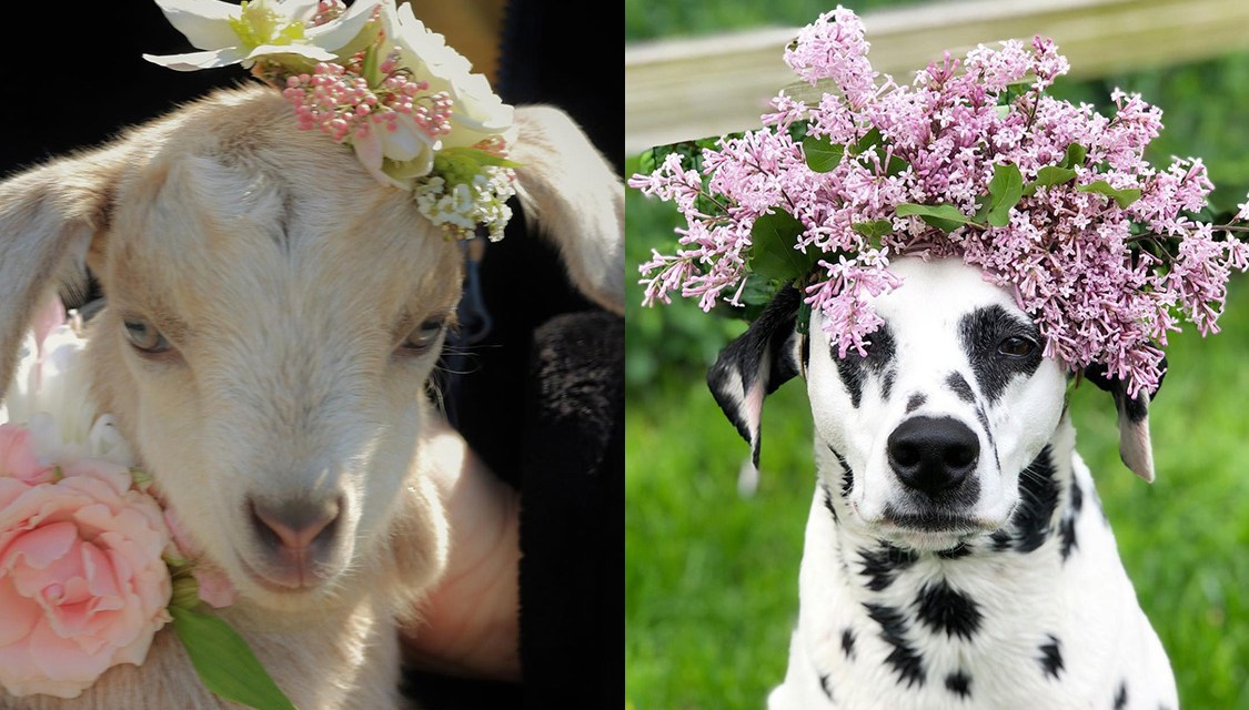 Call for Submission for the Pets in Petals Contest