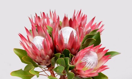 In Season: Protea