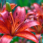 Dutch Lily Days 2025