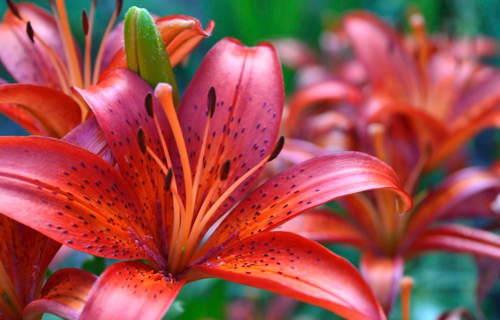 Dutch Lily Days 2025