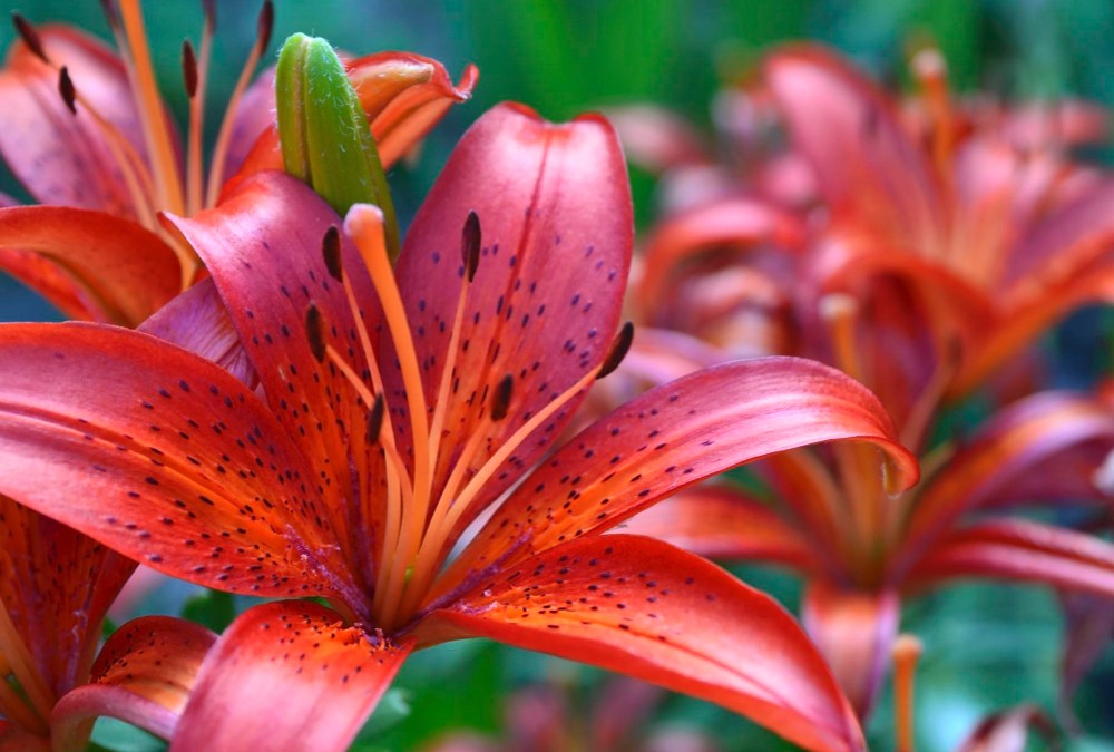 Dutch Lily Days 2025