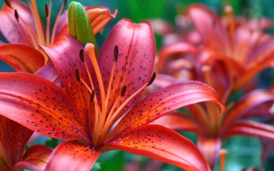 Dutch Lily Days 2025