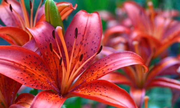 Dutch Lily Days 2025