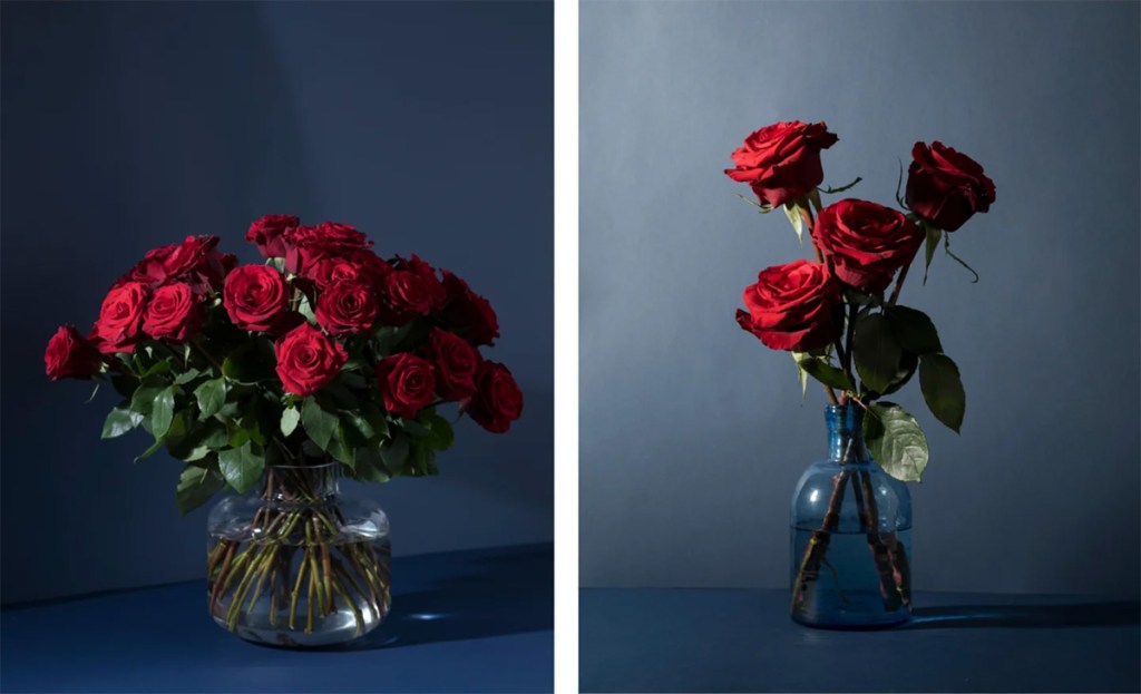 red rose designs with redvolution