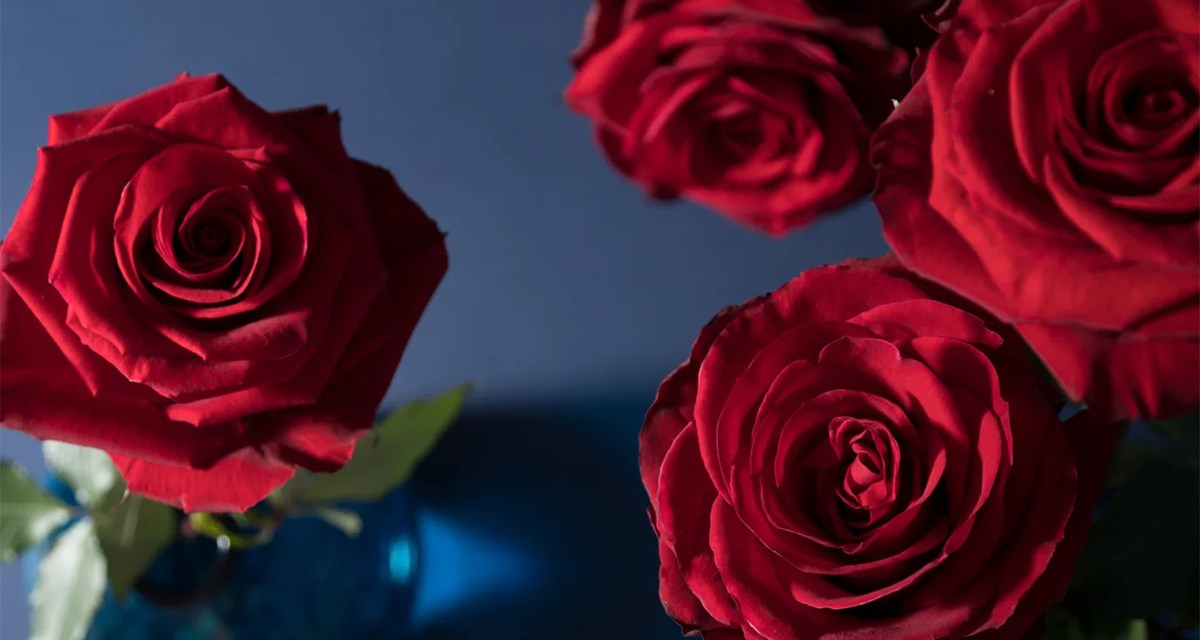 Introducing Redvolution: A New Era for Red Roses