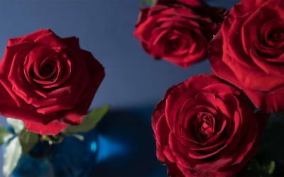 Introducing Redvolution: A New Era for Red Roses
