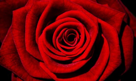 Valentine’s Day Contest