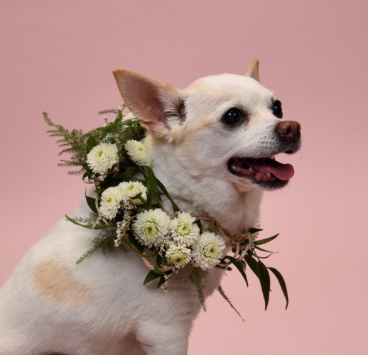 got with fresh flower collar