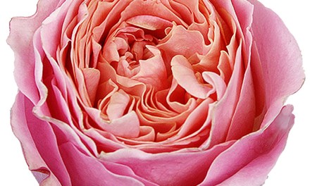 In Season: Garden Roses