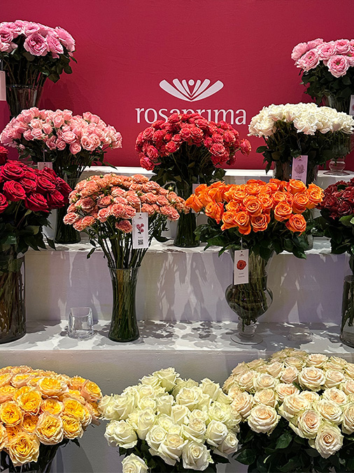 rosaprima