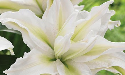 Rio Rose Lilies the Gold Standard of Double Lilies