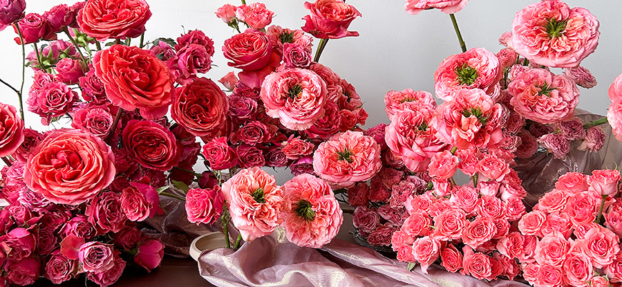 roses by Rosaprima