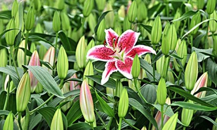 Sun Valley Floral Farms Shares About Growing Lilies