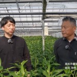 Japan: An interview with lily grower Hiroaki Morita