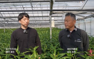 Japan: An interview with lily grower Hiroaki Morita