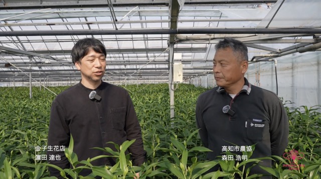 Japan: An interview with lily grower Hiroaki Morita
