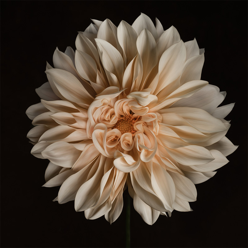 Dahlia close up shot