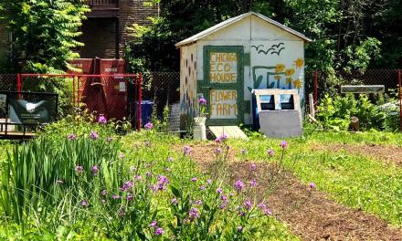 Flower Power: Farm-to-Vase Movement Takes Root on Chicago’s South and West Sides