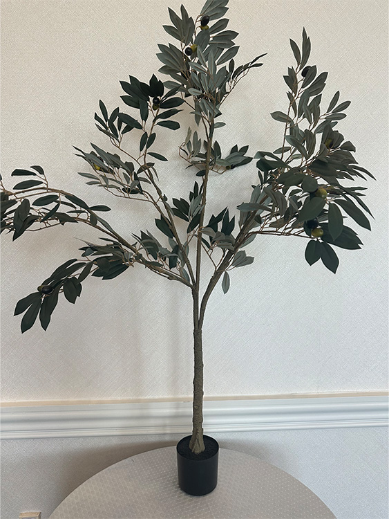 olive tree