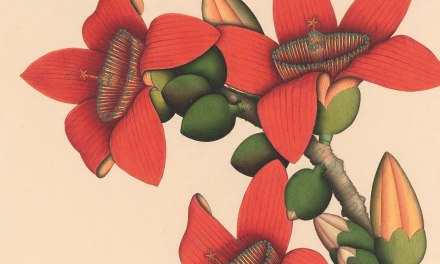 Book Review: Strange Bright Blooms