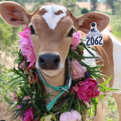 calf with flower collar