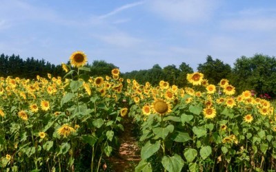 A Farmer Florist Sprouts Business from Scratch