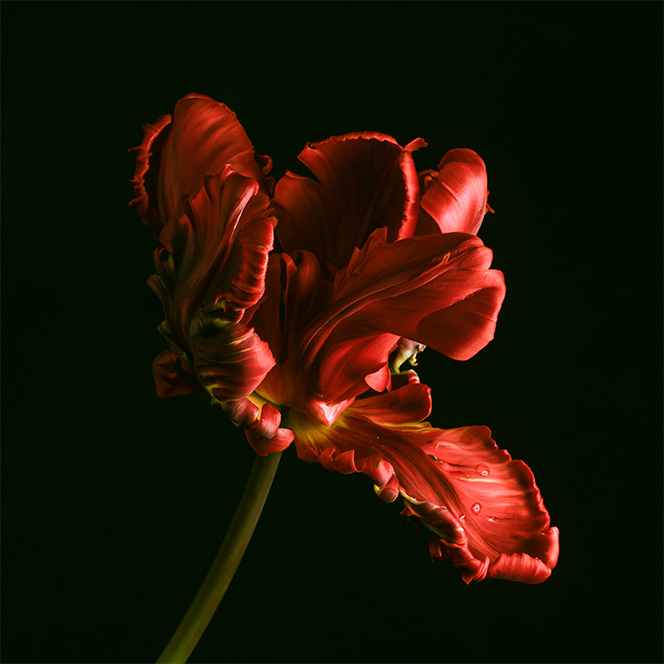 Tulip close up