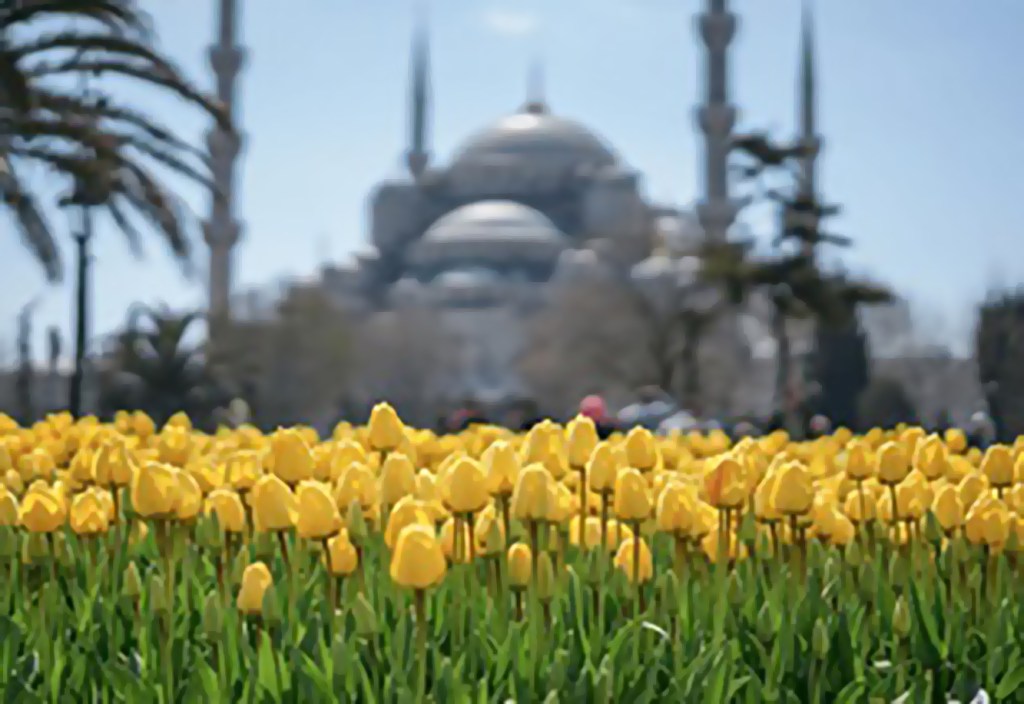 Tulip Festival in Istanbul