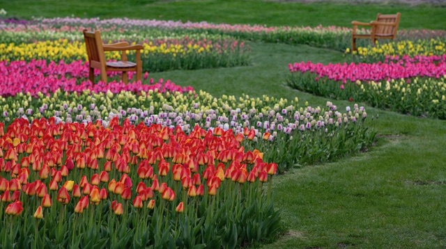 Tulip Festival in Michigan