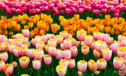 Tulips for International Women’s Day