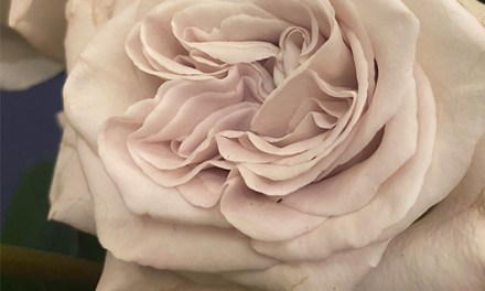Alexandra Farms Garden Rose Wins Best In Class at SAF’s Outstanding Varieties Competition