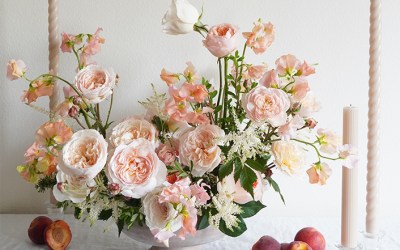 Alexandra Farms 2023 Garden Rose Design Contest