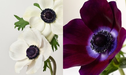 Rosaprima introduces Anemones