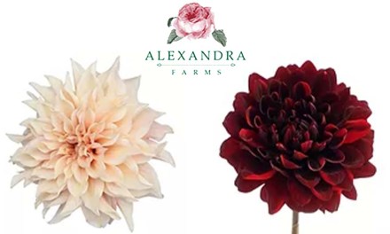 Fresh-Cut Dahlias Now Available Year-Round from Alexandra Farms