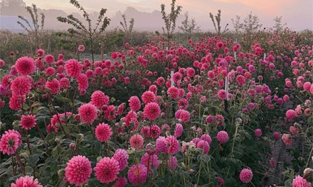 Planting Seeds – Your 5 Best Choices