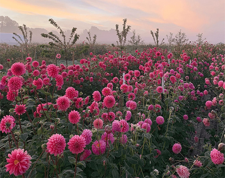 Planting Seeds – Your 5 Best Choices