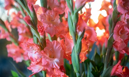 Gladiolus: The Flower of August