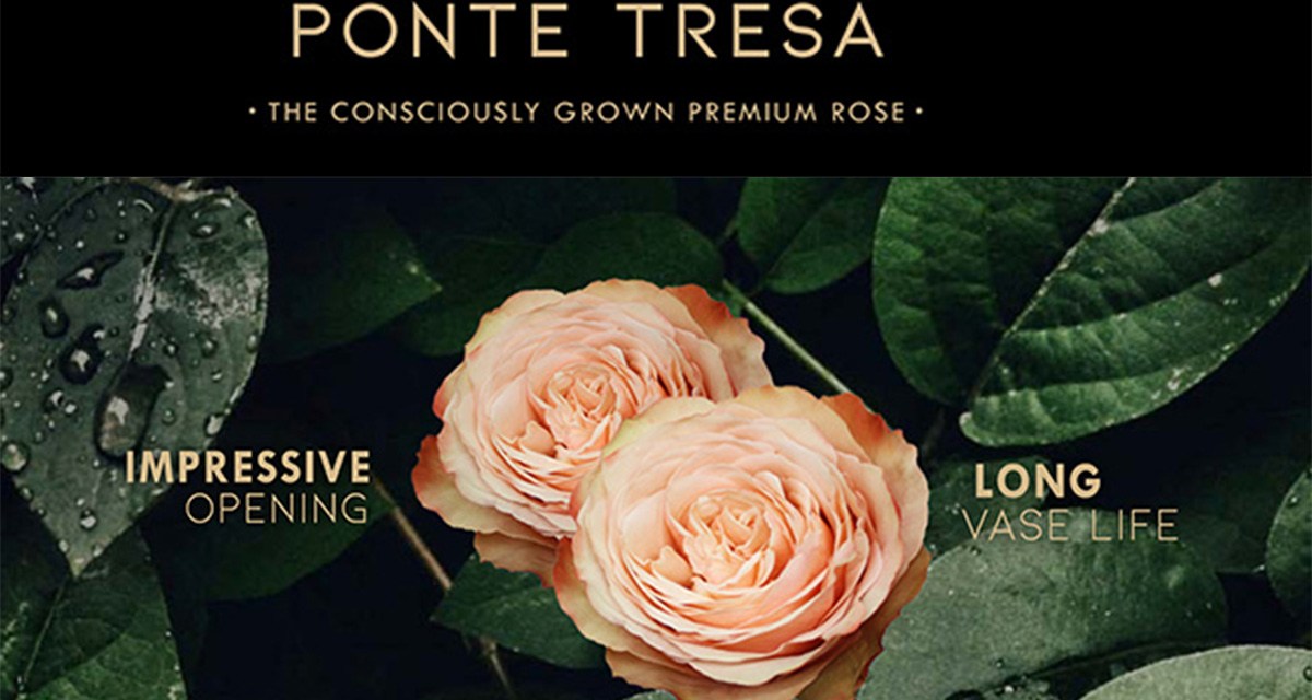 Ponte Tresa Launches Premiere of 63 New Varieties of Spray Roses!