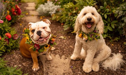 Pets and Petals