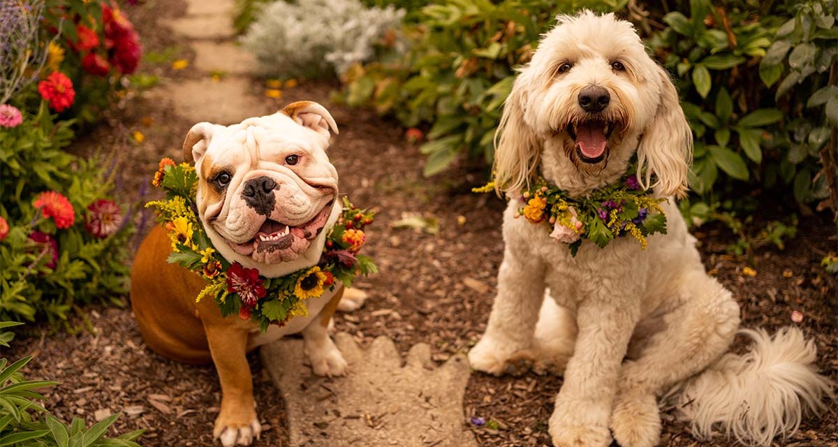 Pets and Petals